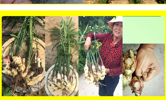 硝基復(fù)合肥16-8-21-九星惠農(nóng)