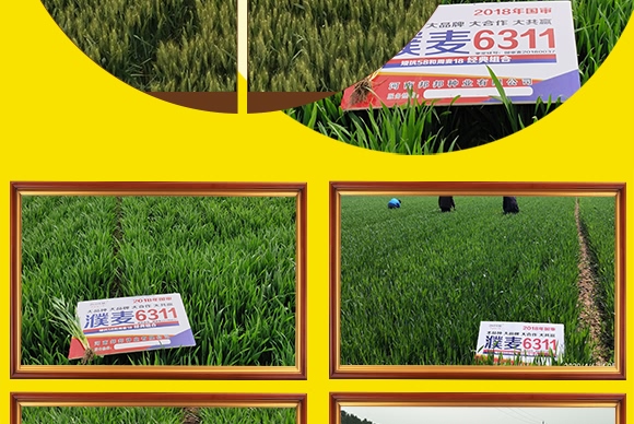 ���6311-С���N��-���N�I(y��)