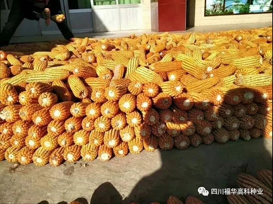 ������918-���׷N��-���A�߿�