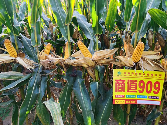 �̵�909�����s���N-С����-�̵��N�I(y��)