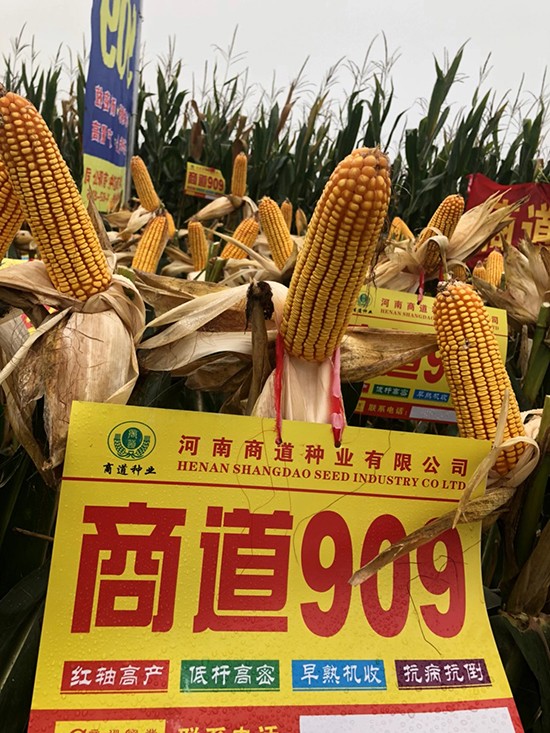 �̵�909�����s���N-С����-�̵��N�I(y��)