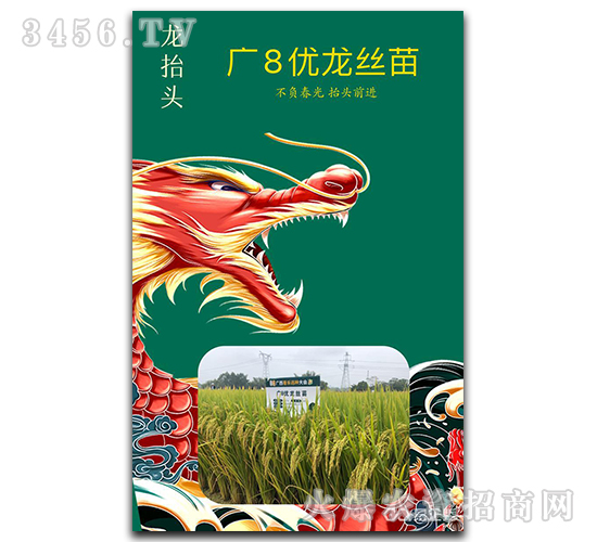 廣8優(yōu)龍絲苗-龍?zhí)ь^-兆和種業(yè)