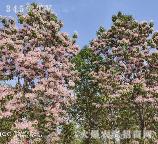 2020年楸樹訂單回收項(xiàng)目15