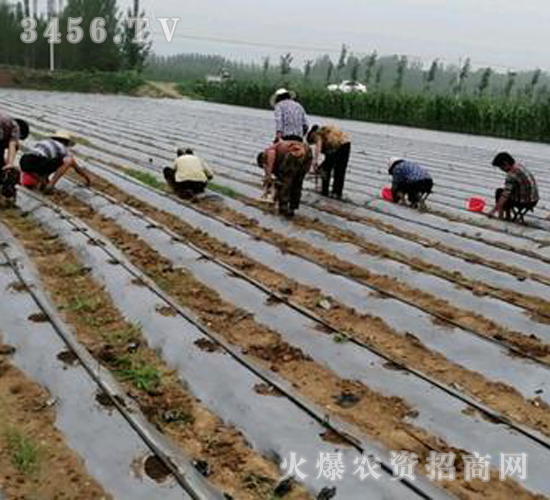 2020年楸樹(shù)訂單回收項(xiàng)目11