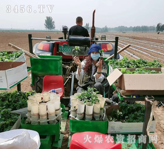 2020年楸樹訂單回收項目9