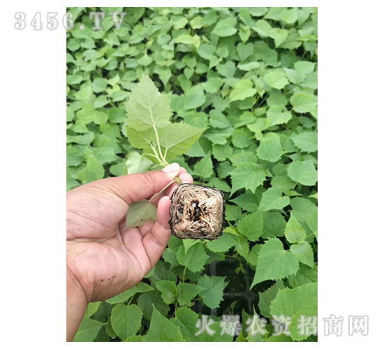 2020年楸樹(shù)訂單回收項(xiàng)目3