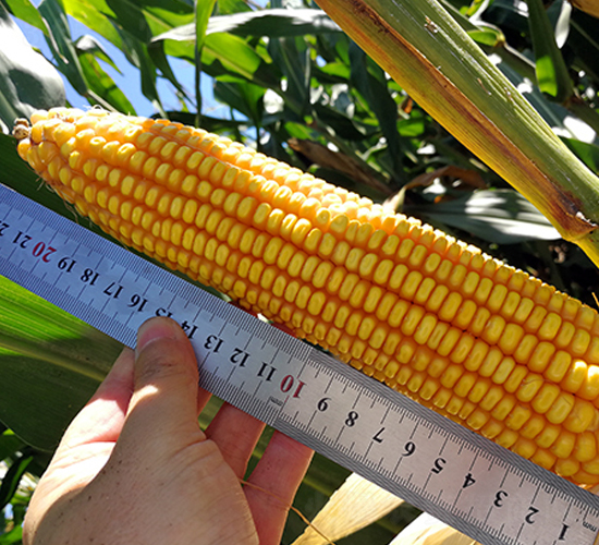 �|��308-���׷N��-�|��