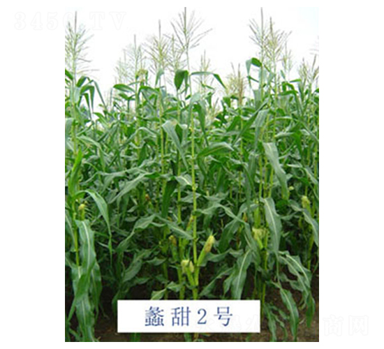 ���2̖(h��o)-���׷N��-���