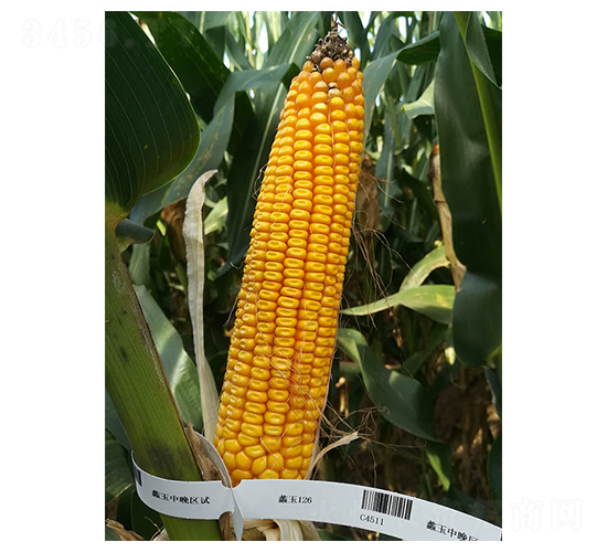 ���126-���׷N��-���