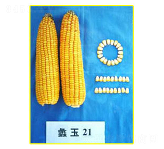 ���21̖-���׷N��-���