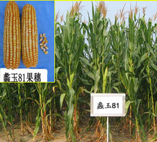 ���81̖(h��o)-���׷N��-���