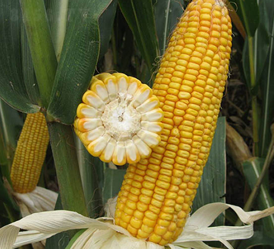 ���37̖-���׷N��-���