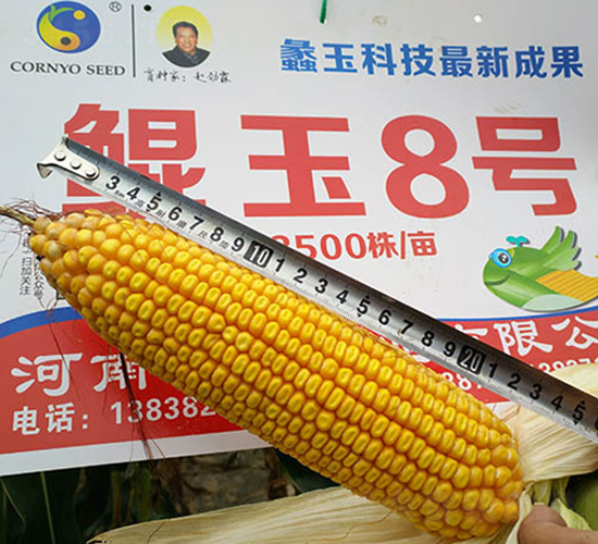 �H��8̖(h��o)-���׷N��-���