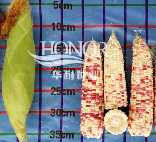 ����Ŵ8̖(h��o)-���׷N��-�A�ͷN�I(y��)