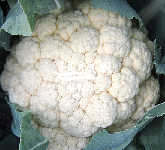 �A��70-���˷N��-�A�ͷN�I(y��)