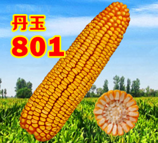 ����801-���׷N��-����N�I(y��)