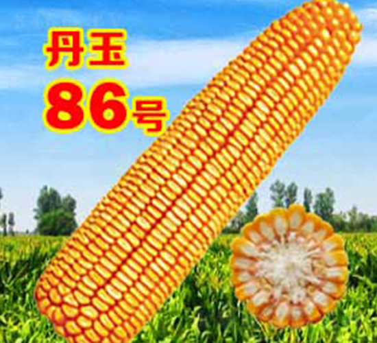 ����86̖-���׷N��-����N�I(y��)