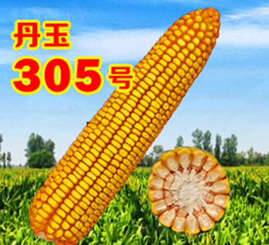 ����305̖-���׷N��-����N�I(y��)