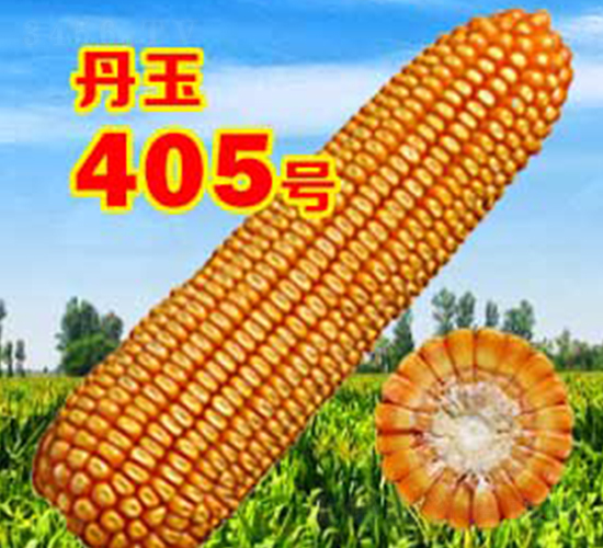 ����405̖-���׷N��-����N�I(y��)