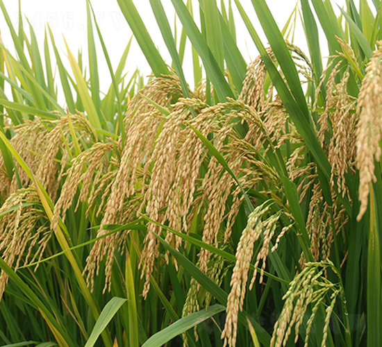 �A�マ(y��u)71-ˮ���N��-�����r(n��ng)