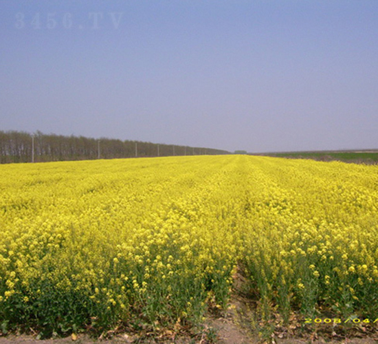 �؃�(y��u)7̖-�Ͳ˷N��-�к̷N�I(y��)