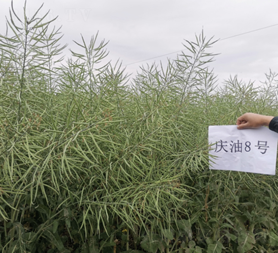 �c��8̖-�Ͳ˷N��-��һ�N�I(y��)