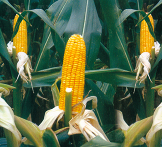 ����6̖-���׷N��-����N�I(y��)