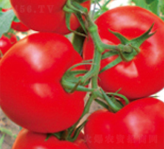 ����F1-���ѷN��-���A�N�I(y��)