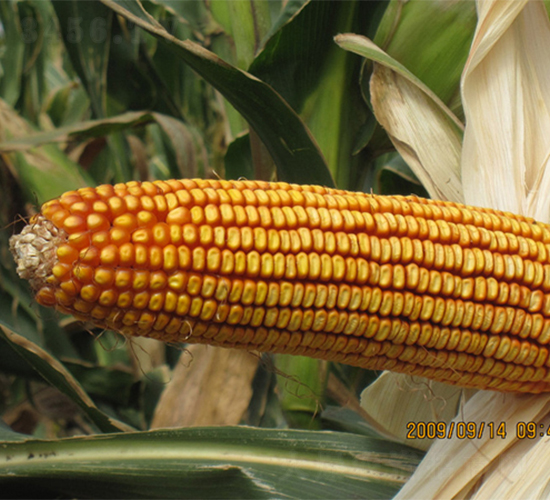 農光5-玉米種子-農光種業(yè)