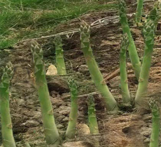 �¿�2030-�J�S�N��-���r(n��ng)����