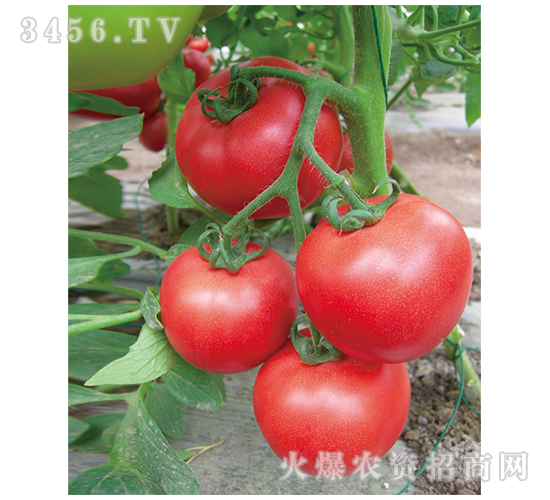 ���t���N��-����-�M��t��