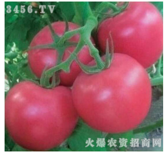 ���t���N��-����W�W-�M��t��