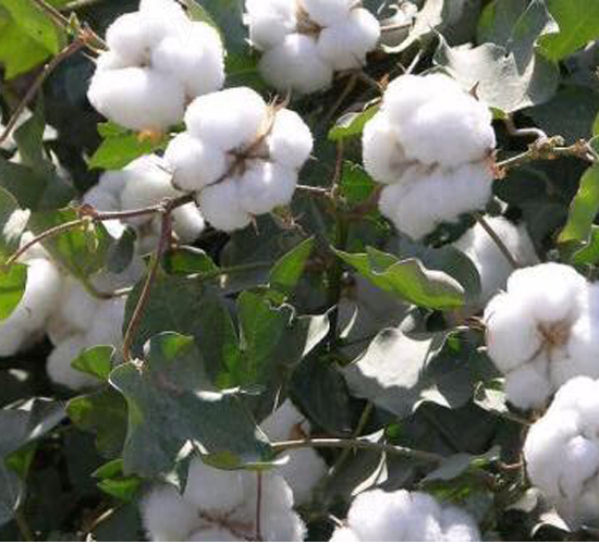 ���S��67̖�������67̖��-�޻��N��-���S�r(n��ng)�I(y��)