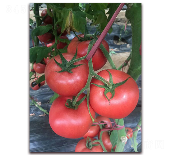 Խ������Ʒ�NT706-�r(n��ng)֮��