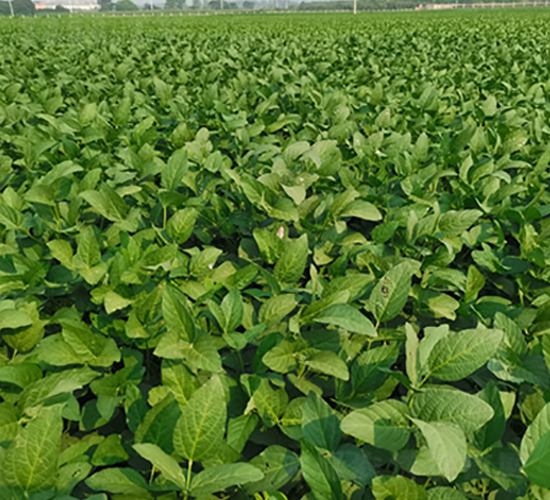 �ƶ�10̖(h��o)-�󶹷N��-�A��