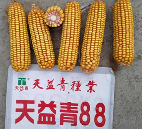 ������88-���׷N��-�A��