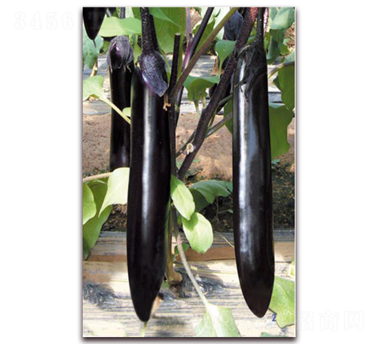 ����С��-���ӷN��-�ѹ��N�I(y��)