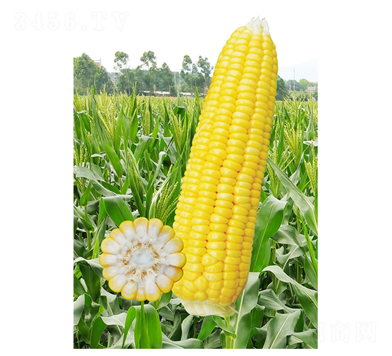 ����-���׷N��-��֮Դ