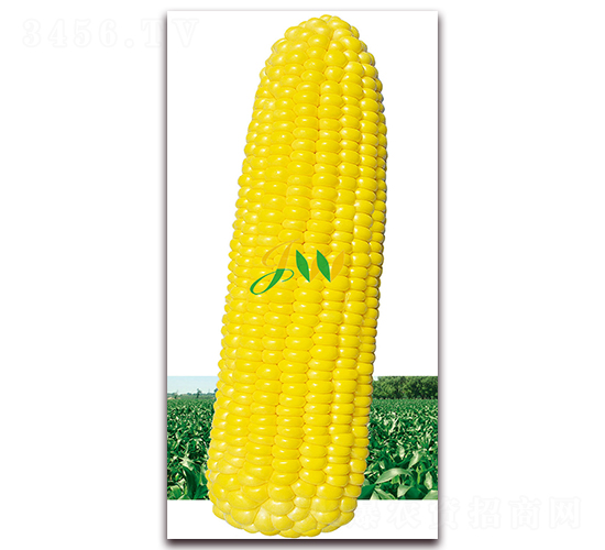 ����M��-�rʳ���׷N��-�I�ھ���