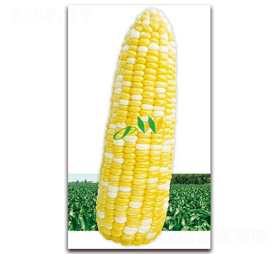 普拉多450克-鮮食玉米種子-營口君旺