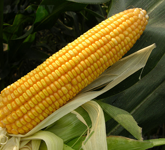 中農(nóng)2號-玉米種子-豐樂種業(yè)