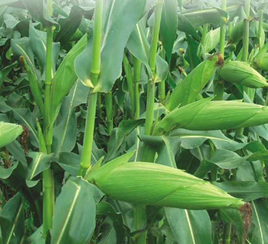 成玉999-玉米種子-豐樂(lè)種業(yè)