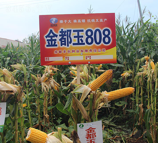 金都玉808-玉米種子-豐樂種業(yè)