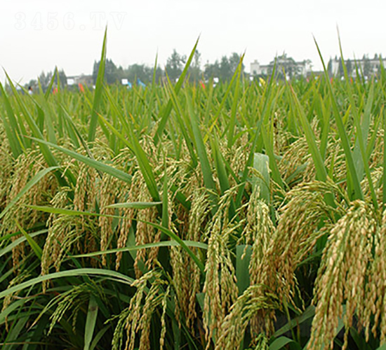 ̶�Ƀ�(y��u)83-ˮ���N��-�S��(l��)�N�I(y��)