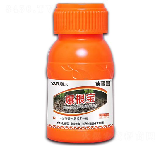 爆根寶-苗麗圃-雅夫