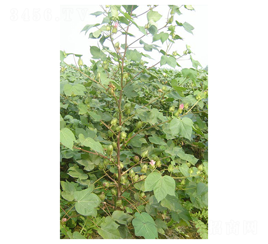 �y�d��5̖(h��o)-�޻��N��-����N�I(y��)