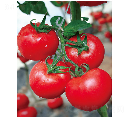 ������̖(h��o)-���ѷN��-����