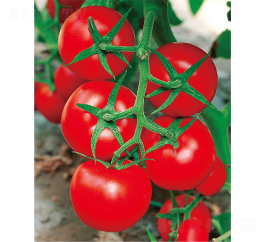 ������̖(h��o)-���ѷN��-����