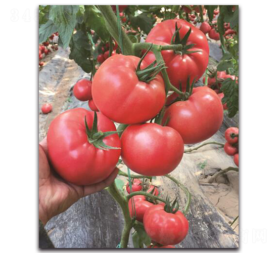 ����2̖(h��o)-���ѷN��-��ľ�N��