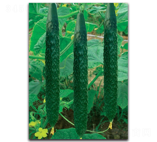 �G��(y��u)һ̖-�S�ϷN��-����N�I(y��)